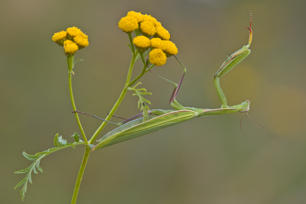 Europaeische Gottesanbeterin - Mantis religiosa Sachsen Fangschrecken Mantidae Mantis