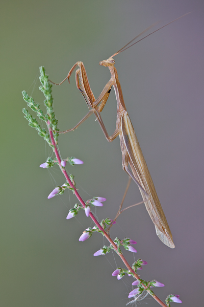 Europaeische Gottesanbeterin - Mantis religiosa Sachsen Fangschrecken Mantidae Mantis