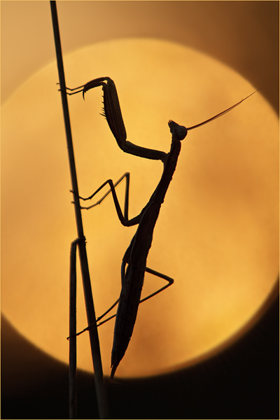 Europaeische Gottesanbeterin - Mantis religiosa Sachsen Fangschrecken Mantidae Mantis