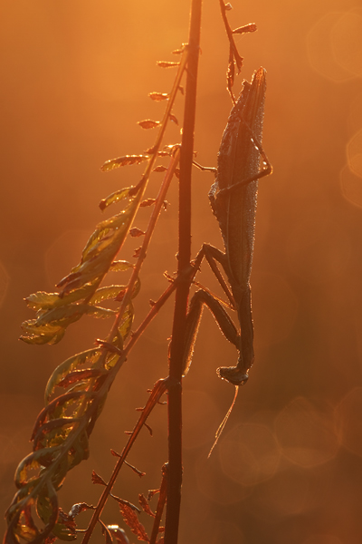 Europaeische Gottesanbeterin - Mantis religiosa Sachsen Fangschrecken Mantidae Mantis