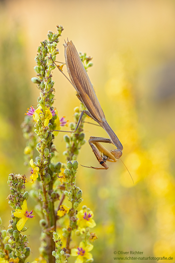 Europaeische Gottesanbeterin - Mantis religiosa Sachsen Fangschrecken Mantidae Mantis
