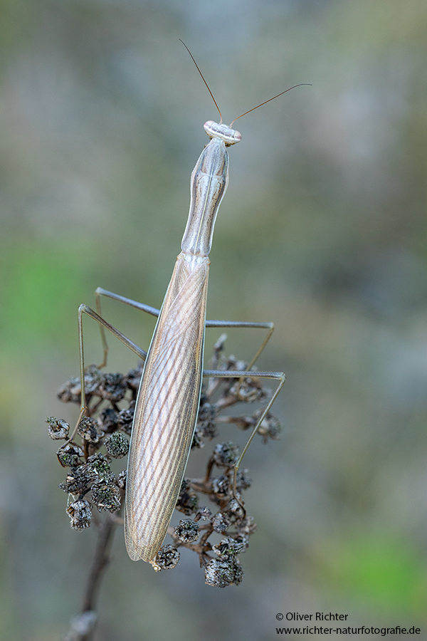 Europaeische Gottesanbeterin - Mantis religiosa Sachsen Fangschrecken Mantidae Mantis