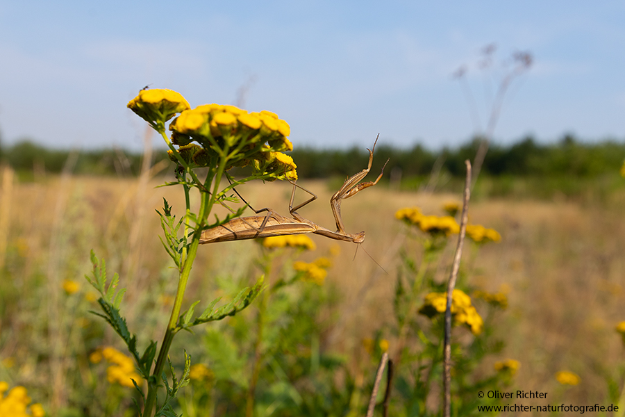 Europaeische Gottesanbeterin - Mantis religiosa Sachsen Fangschrecken Mantidae Mantis