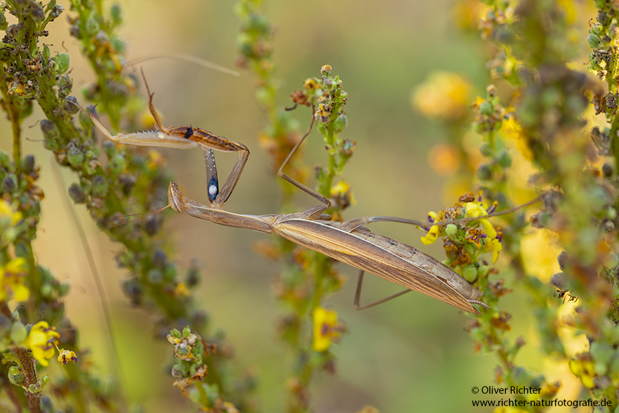 Europaeische Gottesanbeterin - Mantis religiosa Sachsen Fangschrecken Mantidae Mantis