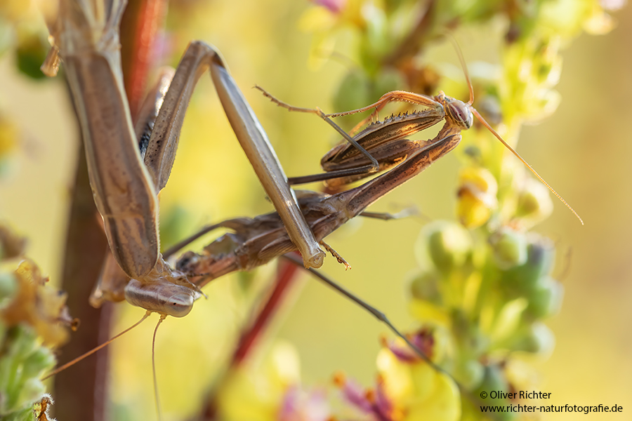 Europaeische Gottesanbeterin - Mantis religiosa Sachsen Fangschrecken Mantidae Mantis