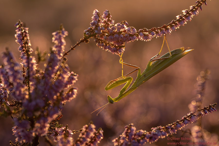 Europaeische Gottesanbeterin - Mantis religiosa Sachsen Fangschrecken Mantidae Mantis