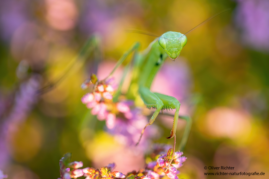 Europaeische Gottesanbeterin - Mantis religiosa Sachsen Fangschrecken Mantidae Mantis