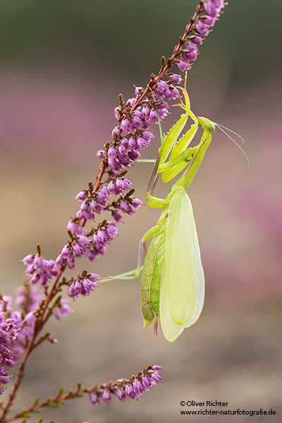 Europaeische Gottesanbeterin - Mantis religiosa Sachsen Fangschrecken Mantidae Mantis