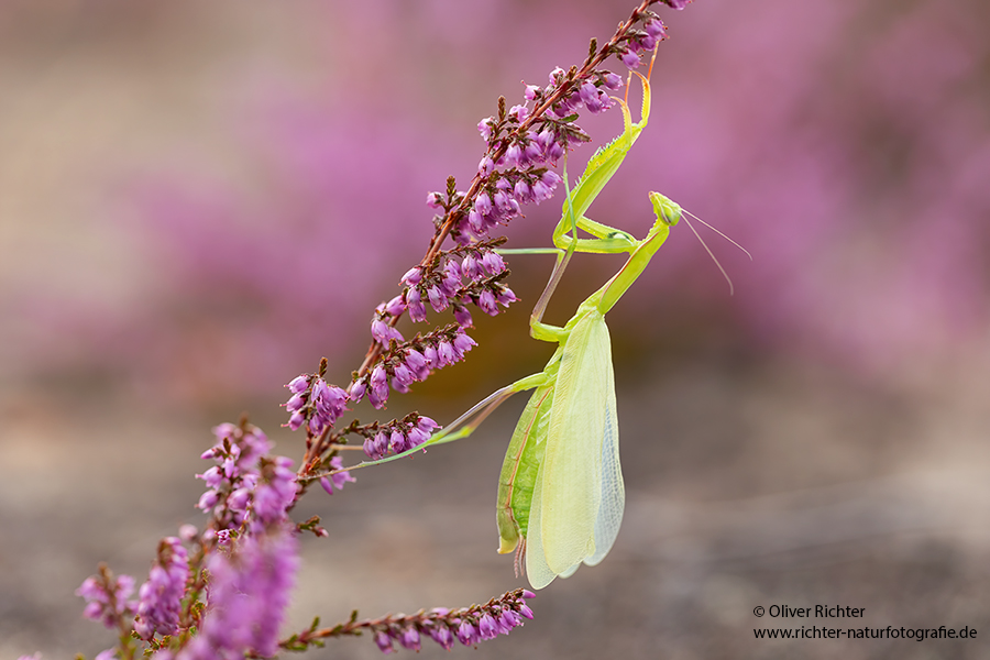 Europaeische Gottesanbeterin - Mantis religiosa Sachsen Fangschrecken Mantidae Mantis