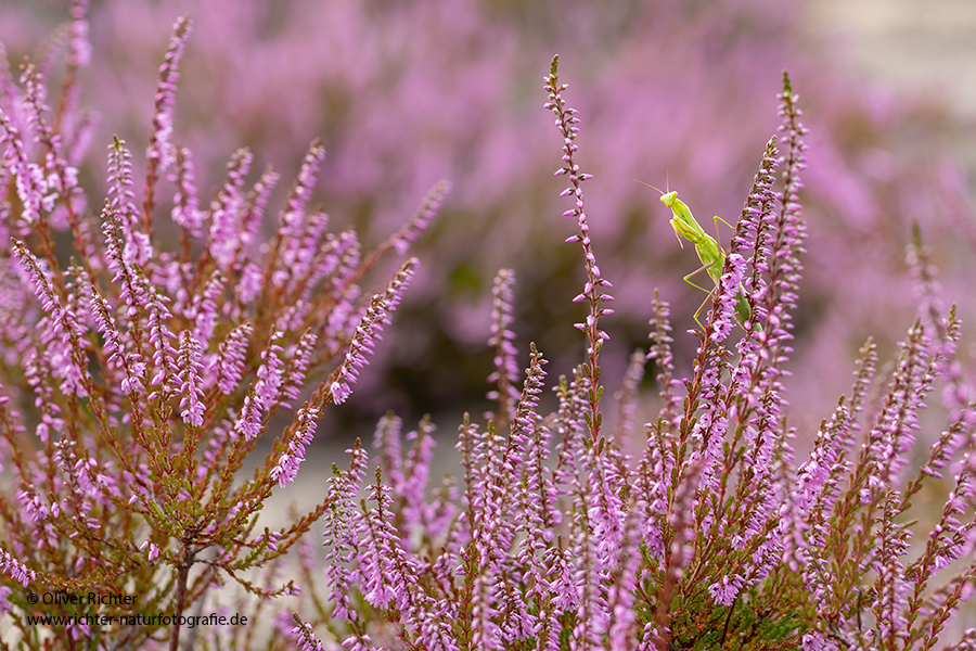 Europaeische Gottesanbeterin - Mantis religiosa Sachsen Fangschrecken Mantidae Mantis