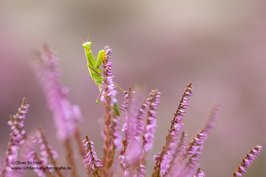 Europaeische Gottesanbeterin - Mantis religiosa Sachsen Fangschrecken Mantidae Mantis