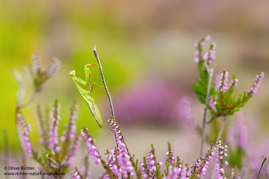 Europaeische Gottesanbeterin - Mantis religiosa Sachsen Fangschrecken Mantidae Mantis