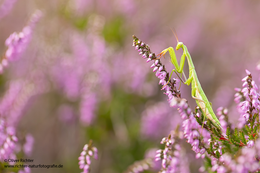 Europaeische Gottesanbeterin - Mantis religiosa Sachsen Fangschrecken Mantidae Mantis
