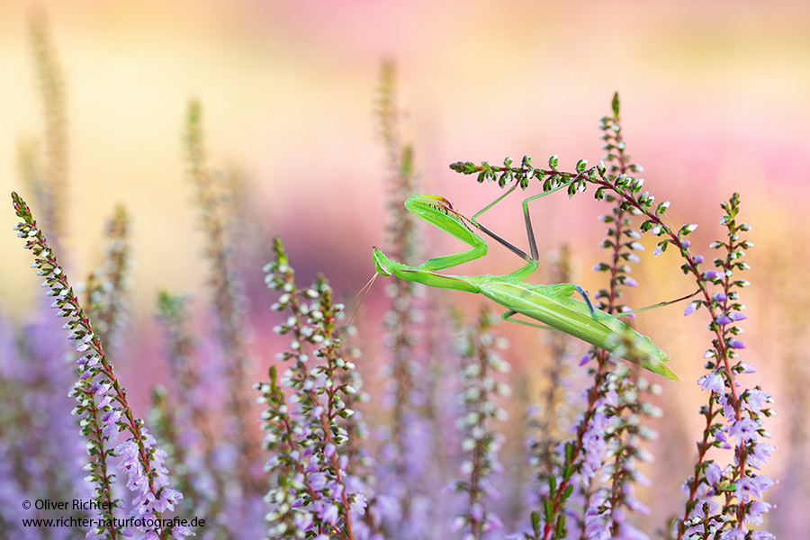 Europaeische Gottesanbeterin - Mantis religiosa Sachsen Fangschrecken Mantidae Mantis