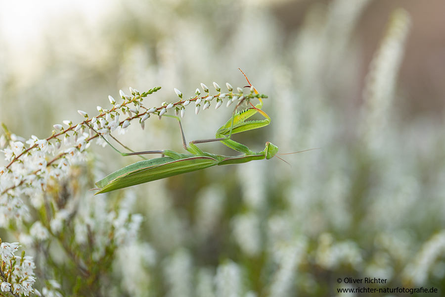 Europaeische Gottesanbeterin - Mantis religiosa Sachsen Fangschrecken Mantidae Mantis