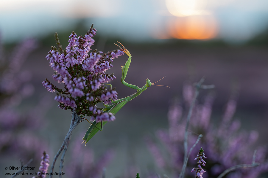 Europaeische Gottesanbeterin - Mantis religiosa Sachsen Fangschrecken Mantidae Mantis
