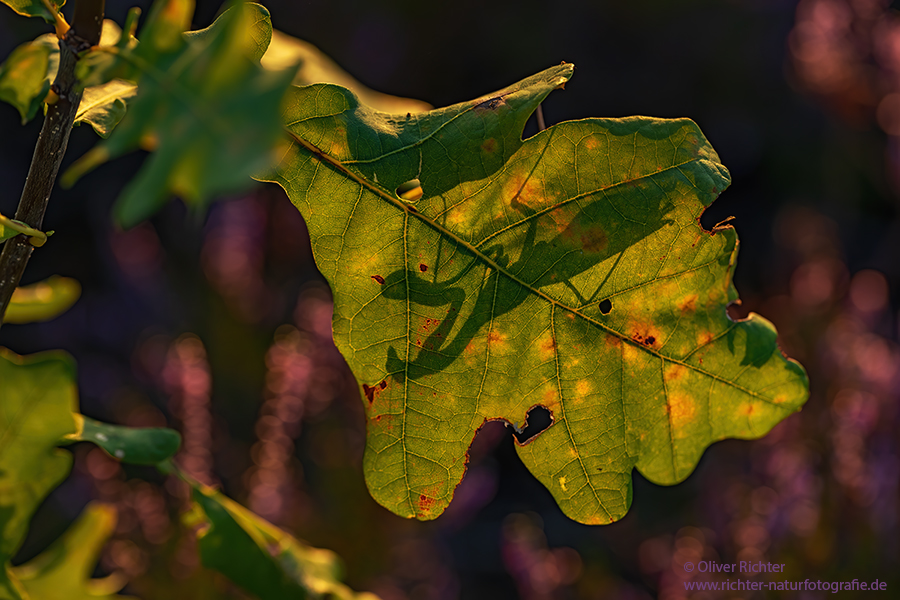 Europaeische Gottesanbeterin - Mantis religiosa Sachsen Fangschrecken Mantidae Mantis