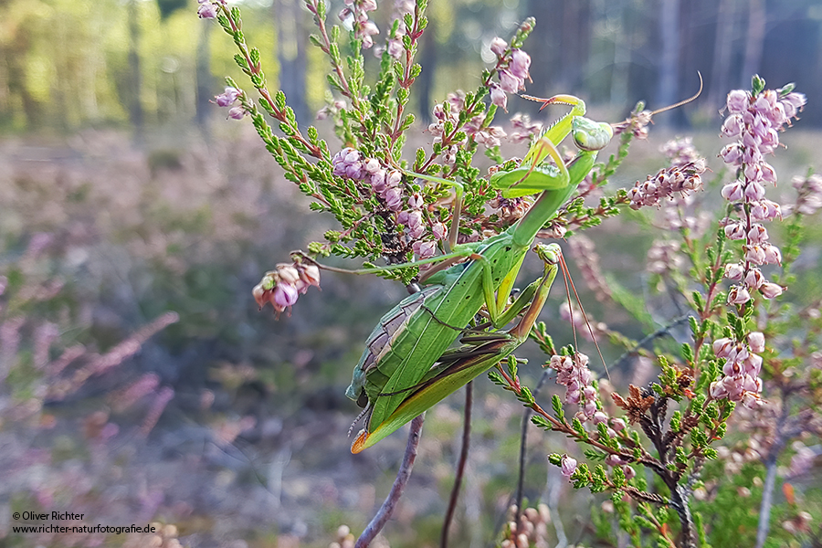 Europaeische Gottesanbeterin - Mantis religiosa Sachsen Fangschrecken Mantidae Mantis