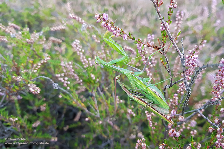 Europaeische Gottesanbeterin - Mantis religiosa Sachsen Fangschrecken Mantidae Mantis