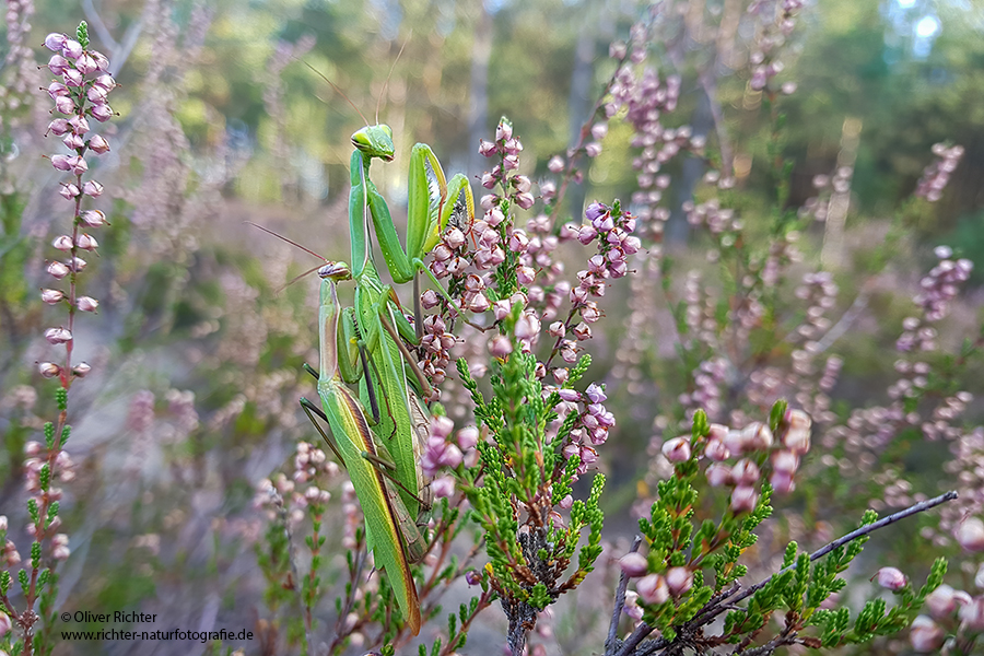 Europaeische Gottesanbeterin - Mantis religiosa Sachsen Fangschrecken Mantidae Mantis