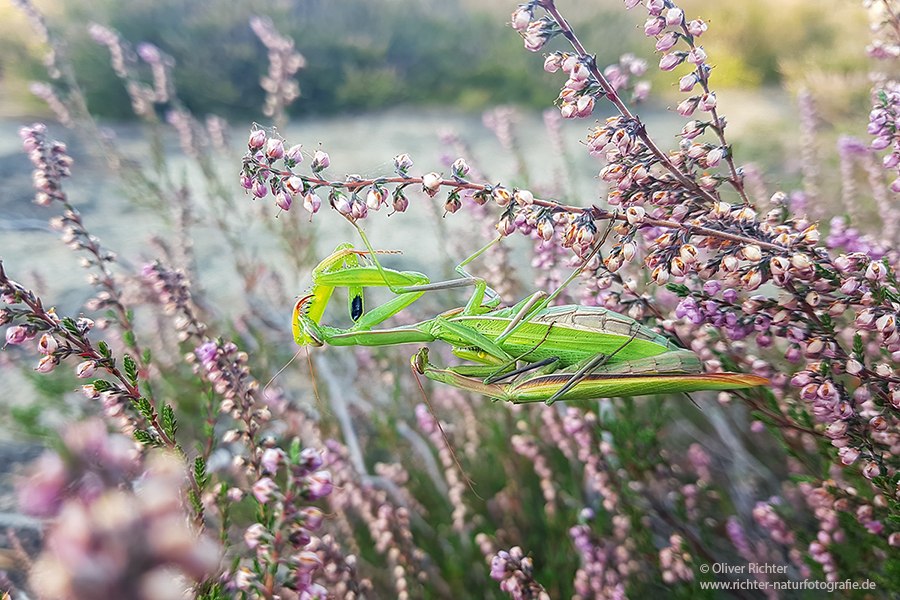 Europaeische Gottesanbeterin - Mantis religiosa Sachsen Fangschrecken Mantidae Mantis