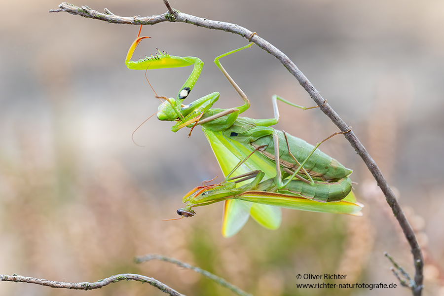 Europaeische Gottesanbeterin - Mantis religiosa Sachsen Fangschrecken Mantidae Mantis
