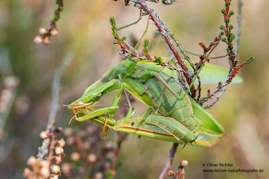 Europaeische Gottesanbeterin - Mantis religiosa Sachsen Fangschrecken Mantidae Mantis