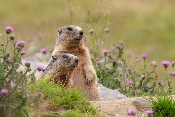 Murmeltiere - Marmota marmota Alpenmurmeltier Alpenmurmel Suedtirol Meraner Hoehenweg Pfossental Eishof Vorderkaser Mitterkasser Jaegerrast Stettiner Huette 