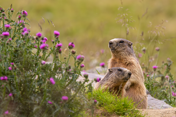 Murmeltiere - Marmota marmota Alpenmurmeltier Alpenmurmel Suedtirol Meraner Hoehenweg Pfossental Eishof Vorderkaser Mitterkasser Jaegerrast Stettiner Huette 
