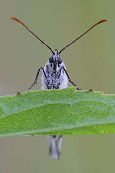 Schachbrettfalter - Melanargia galathea