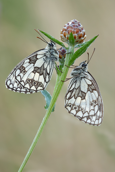 Schachbrettfalter - Melanargia galathea