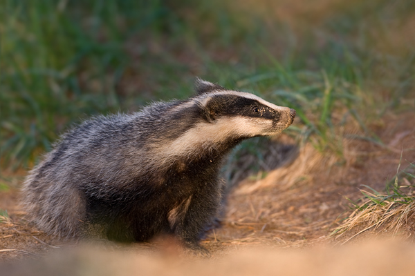 Europaeischer Dachs - Meles meles, Sachsen, Grimma, Muldental, Saeugetiere, Marder, Mustelidae, Melinae, Meles, Hundeartige, Carnivora, Dachsbau, Dachsburg, Raubtiere