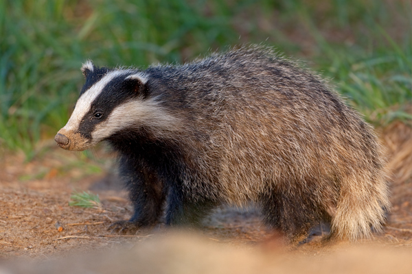 Europaeischer Dachs - Meles meles, Sachsen, Grimma, Muldental, Saeugetiere, Marder, Mustelidae, Melinae, Meles, Hundeartige, Carnivora, Dachsbau, Dachsburg, Raubtiere