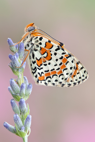 Roter Scheckenfalter - Melitaea didyma Wallis, Edelfalter, Scheckenfalter, Schmetterlinge, Tagfalter
