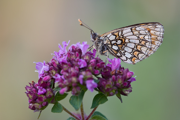 Wachtelweizen-Scheckenfalter - Mellicta athalia