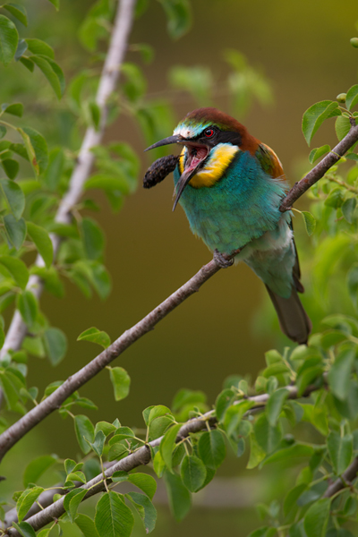 Bienenfresser - Merops apiaster Voegel Bienenfresser Racken Sachsen-Anhalt richter-naturfotografie.de Paarung Balz Brautgeschenk