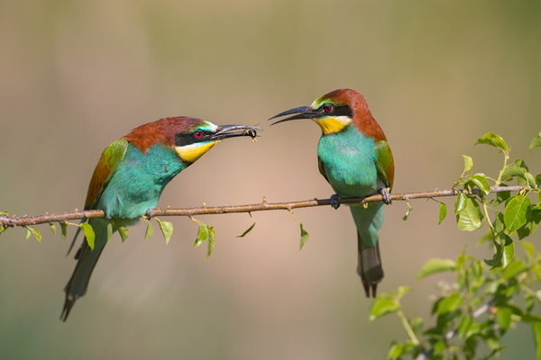 Bienenfresser - Merops apiaster Voegel Bienenfresser Racken Sachsen-Anhalt richter-naturfotografie.de Paarung Balz Brautgeschenk