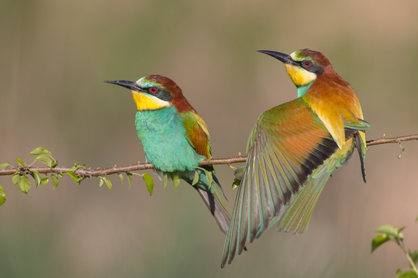 Bienenfresser - Merops apiaster Voegel Bienenfresser Racken Sachsen-Anhalt richter-naturfotografie.de Paarung Balz Brautgeschenk