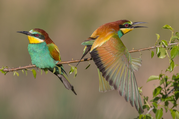 Bienenfresser - Merops apiaster Voegel Bienenfresser Racken Sachsen-Anhalt richter-naturfotografie.de Paarung Balz Brautgeschenk