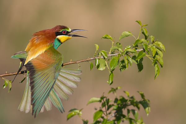 Bienenfresser - Merops apiaster Voegel Bienenfresser Racken Sachsen-Anhalt richter-naturfotografie.de Paarung Balz Brautgeschenk