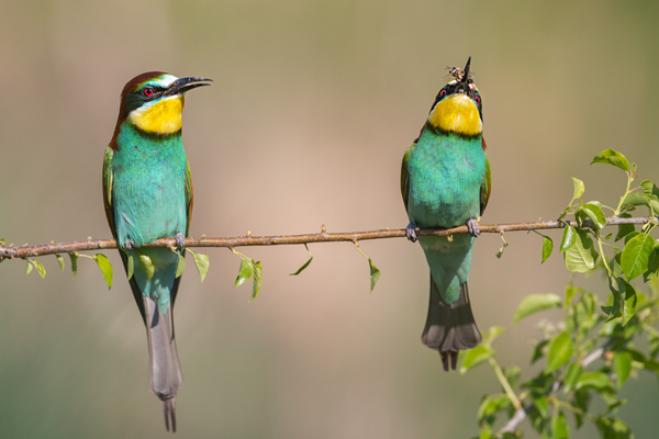 Bienenfresser - Merops apiaster Voegel Bienenfresser Racken Sachsen-Anhalt richter-naturfotografie.de Paarung Balz Brautgeschenk