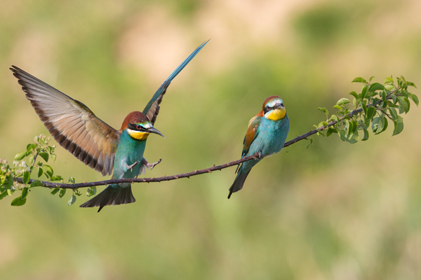 Bienenfresser - Merops apiaster Voegel Bienenfresser Racken Sachsen-Anhalt richter-naturfotografie.de Paarung Balz Brautgeschenk