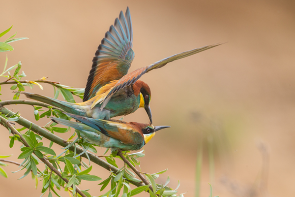 Bienenfresser - Merops apiaster Voegel Bienenfresser Racken Sachsen-Anhalt richter-naturfotografie.de Paarung Balz Brautgeschenk