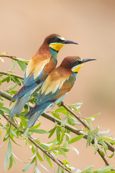 Bienenfresser - Merops apiaster Voegel Bienenfresser Racken Sachsen-Anhalt richter-naturfotografie.de Paarung Balz Brautgeschenk