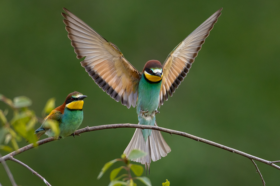 Bienenfresser - Merops apiaster Voegel Bienenfresser Racken Sachsen, Grimma, Muldental,  richter-naturfotografie.de Paarung Balz Brautgeschenk