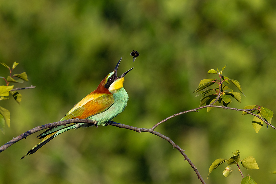 Bienenfresser - Merops apiaster Voegel Bienenfresser Racken Sachsen, Grimma, Muldental,  richter-naturfotografie.de Paarung Balz Brautgeschenk