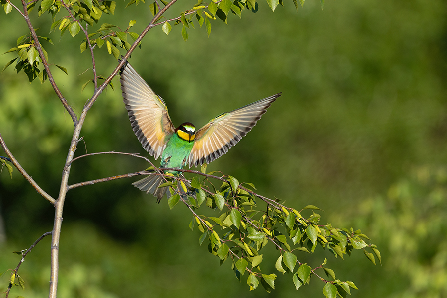 Bienenfresser - Merops apiaster Voegel Bienenfresser Racken Sachsen, Grimma, Muldental,  richter-naturfotografie.de Paarung Balz Brautgeschenk