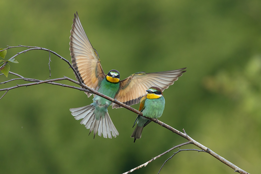 Bienenfresser - Merops apiaster Voegel Bienenfresser Racken Sachsen, Grimma, Muldental,  richter-naturfotografie.de Paarung Balz Brautgeschenk