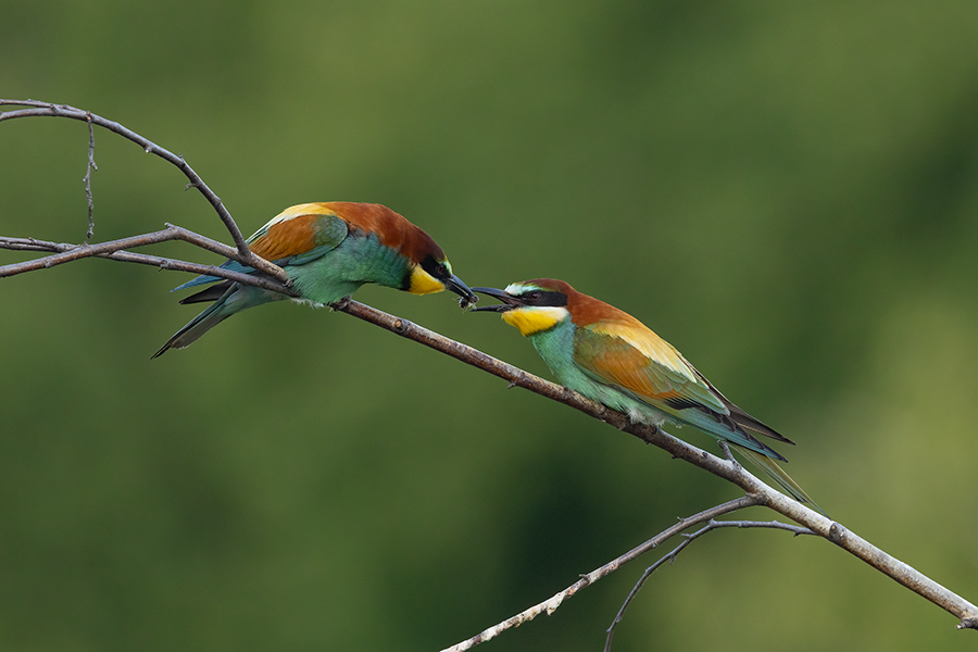 Bienenfresser - Merops apiaster Voegel Bienenfresser Racken Sachsen, Grimma, Muldental,  richter-naturfotografie.de Paarung Balz Brautgeschenk