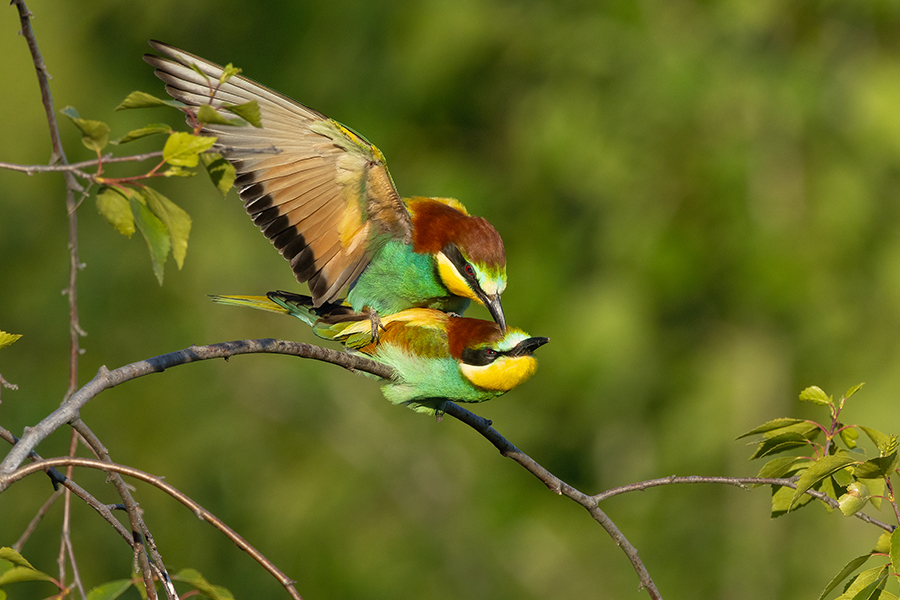 Bienenfresser - Merops apiaster Voegel Bienenfresser Racken Sachsen, Grimma, Muldental,  richter-naturfotografie.de Paarung Balz Brautgeschenk